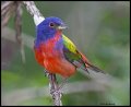 _3SB1063 painted bunting